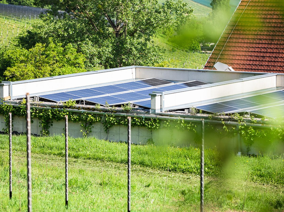 Sistem fotovoltaic pe o pajiște